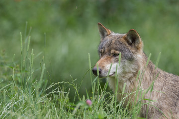Wolf beobachtet aus dem hohen Gras