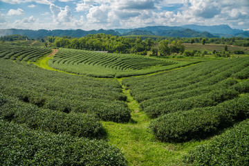 Choui Fong Tea plantations in Chiangrai the northern province in Thailand.