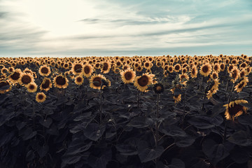 Field of Sunflowers at the Sunset. 