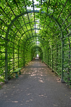ST. PETERSBURG, RUSSIA. Bosket in the Summer gar