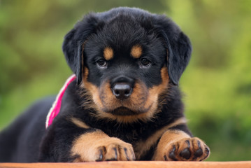 rottweiler puppy lying down outdoors