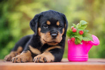 adorable rottweiler puppy lying down outdoors
