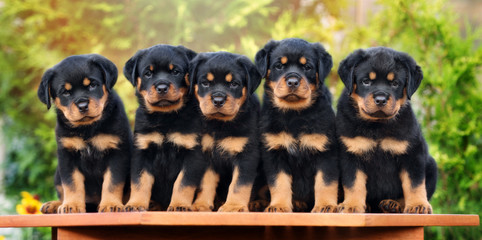 five rottweiler puppies sitting in a row together - obrazy, fototapety, plakaty