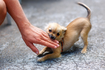 little charming adorable chihuahua puppy on blurred background. Attacking a persons hand. Eye contact.