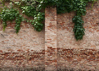 Old brick wall garden