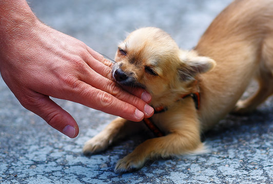 little charming adorable chihuahua puppy on blurred background. Attacking a persons hand.