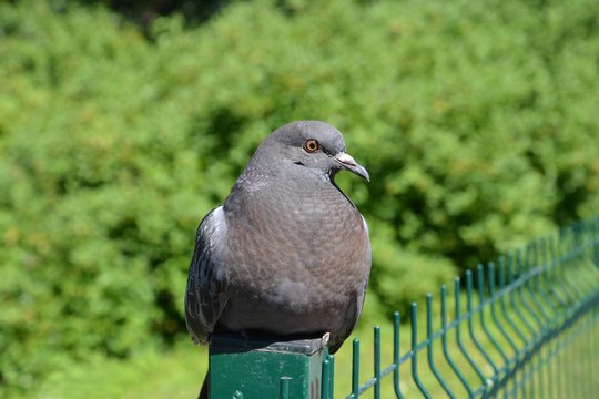 Blue rock pigeon (Columba livia Gmelin), portrait in a semi-prof