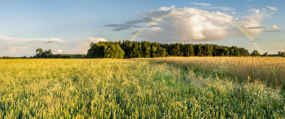 ripening corn in the field in light of the setting sun,rainbow in the sky
