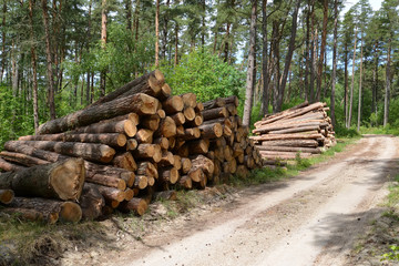 Pine logs are put in stacks at the forest road. Logging
