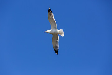 A lone seagull is flying in the blue sky