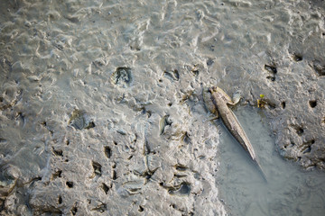 mudskipper fish