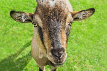 Portrait einer jungen Hausziege - Portrait of a young domestic goat