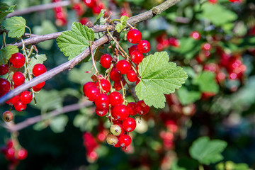branch of red currants in the garden close-up