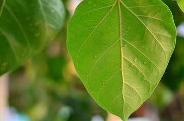 the bo leaves in closeup