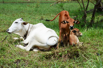 cow on green field