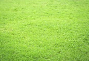 World environment day concept: Close-up image of fresh spring green grass texture background 