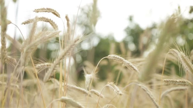 Spikelets of wheat in a field on a blurred background