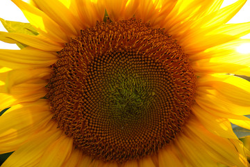 beautiful flower of a sunflower