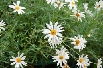 White daisy flowers after the rain