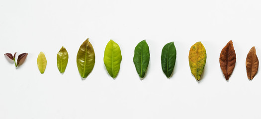 Leaves on white background, concept of cycle of life