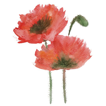 Watercolor red poppy on a white background