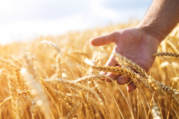 Wheat sprouts in a farmer's hand.Farmer Walking Through Field Checking Wheat Crop
