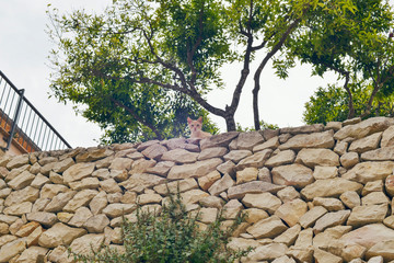 Curious red cat looking over stone wall in garden. Mallorca. Spa