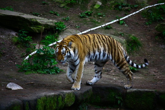 Raubkatze - Tiger am Ufer