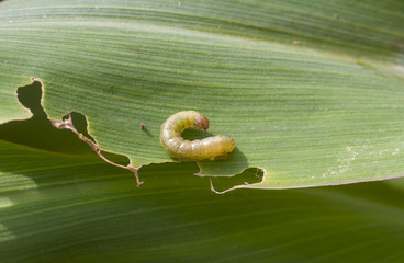 Fall armyworm Spodoptera frugiperda (Smith 1797) on the damaged corn leaf