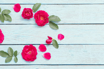 red roses on blue wooden background