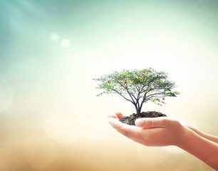 World environment day concept: Human hands holding fruitful tree over blurred green nature background