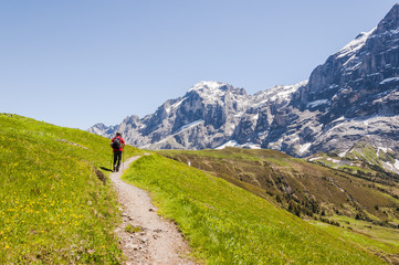 Fototapeta premium Grindelwald, Bernese Oberland, Alpy, Engelhorns, Grosse Scheidegg, Wetterhorn, szlak turystyczny, piesi, wysoki szlak, lato, Szwajcaria
