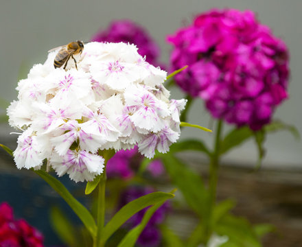 Bartnelken mit Biene - Dianthus barbatus