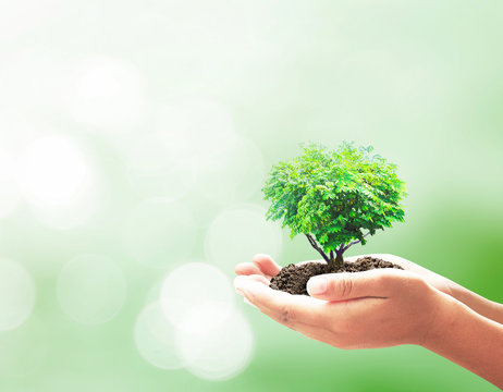 World environment day concept: Human hands holding hearth shape of tree over blurred nature background