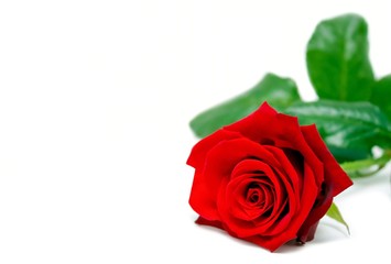 Naklejka premium Rote Rose