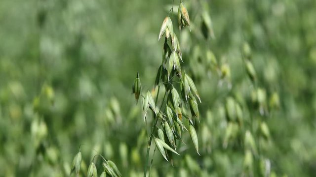 cultures avant maturit&eacute;