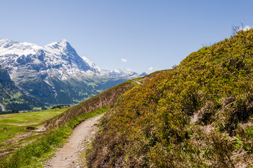 Fototapeta na wymiar Grindelwald, Alpen, Berner Oberland, Eiger, Eigernordwand, Lauberhorn, Kleine Scheidegg, First. Wanderweg, Sommer, Schweiz