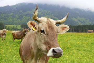 Kuh im Allgäu bei Oberstdorf