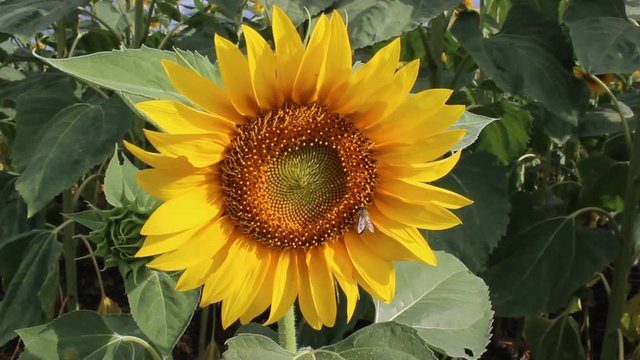sunflowers yellow