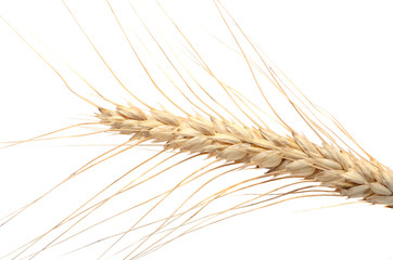 Fototapeta premium wheat ear isolated on white background cutout