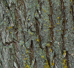 Old willow tree bark mackground with moss and curves.