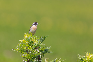 Whinchat male (Saxicola rubetra) on a tall grass observing into the camera. Background with copy space.