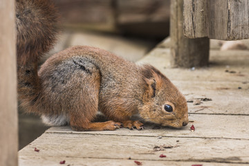 Portrait of eurasian red squirrel.Sciurus vulgaris