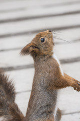 Portrait of eurasian red squirrel. Sciurus vulgaris