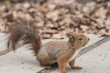 Portrait of eurasian red squirrel.Sciurus vulgaris