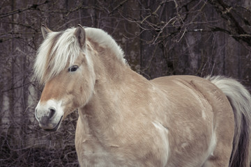 Horse side profile