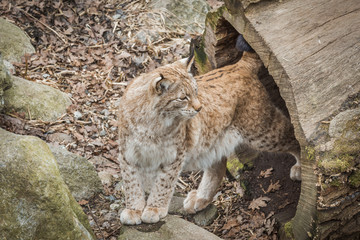 Eurasian lynx. Felis lynx.It is a wild cat with yellowish-brown fur (sometimes spotted), a short tail, and tufted ears, found chiefly in the northern latitudes of North America and Eurasia.