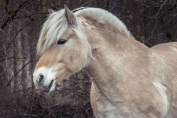 Horse side profile