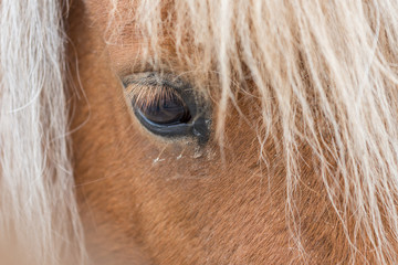 Closeup of a horse eye. Shallow depth of field.