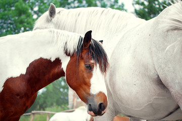 Midday rest of horses in the herd